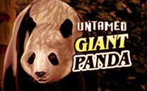 Игровой автомат Untamed Giant Panda